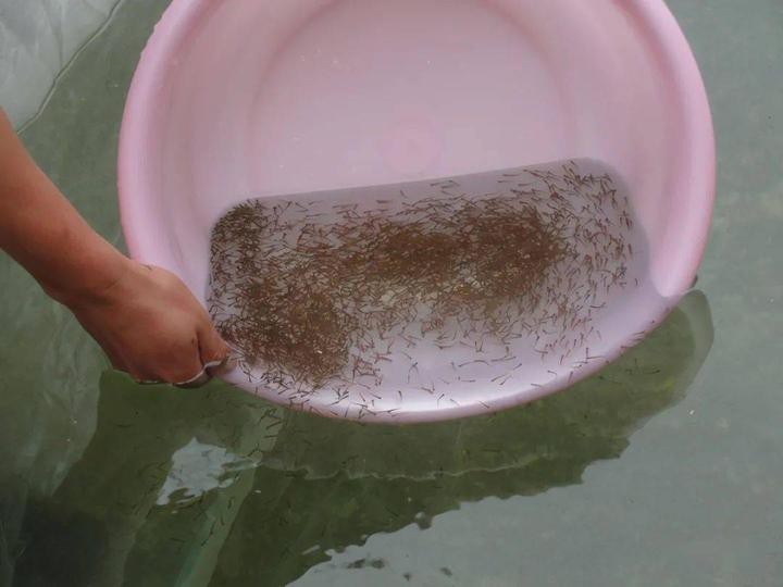 福龍王魚的人工培育有多難？ 福龍王魚的人工培育有多難？ 龍魚百科 第1張