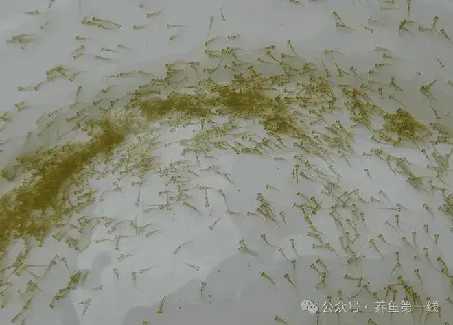 福龍王魚的人工培育有多難？ 福龍王魚的人工培育有多難？ 龍魚百科 第2張