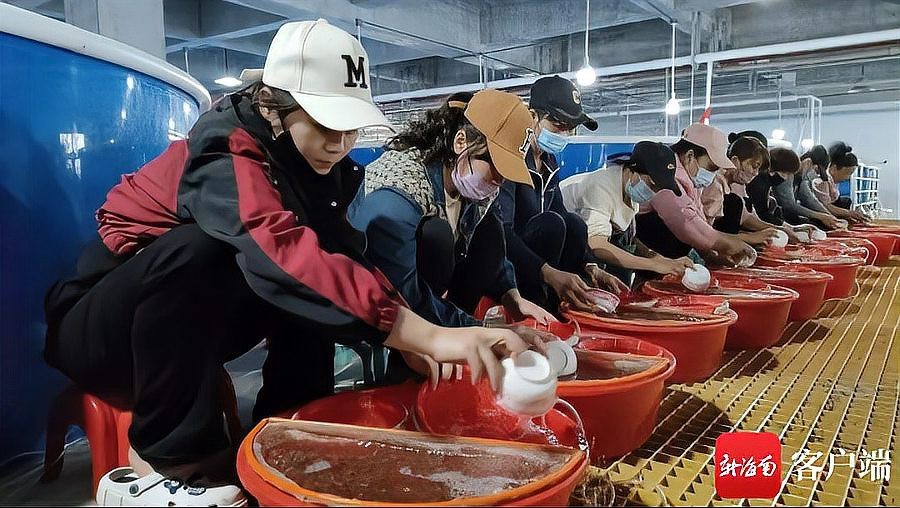 福龍王魚的人工培育有多難？ 福龍王魚的人工培育有多難？ 龍魚百科 第3張