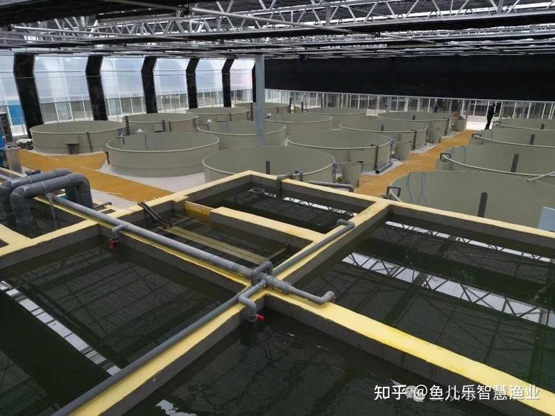 福龍王魚的人工培育有多難？ 福龍王魚的人工培育有多難？ 龍魚百科 第5張