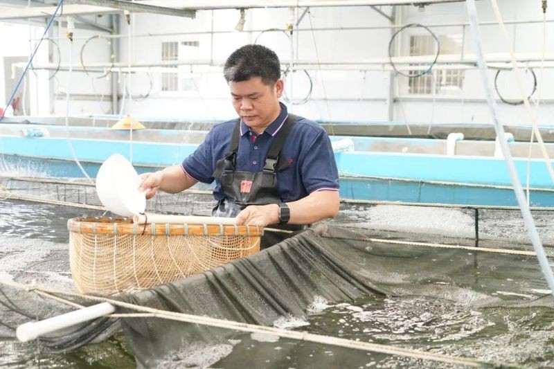 福龍王魚的人工培育有多難？ 福龍王魚的人工培育有多難？ 龍魚百科 第4張