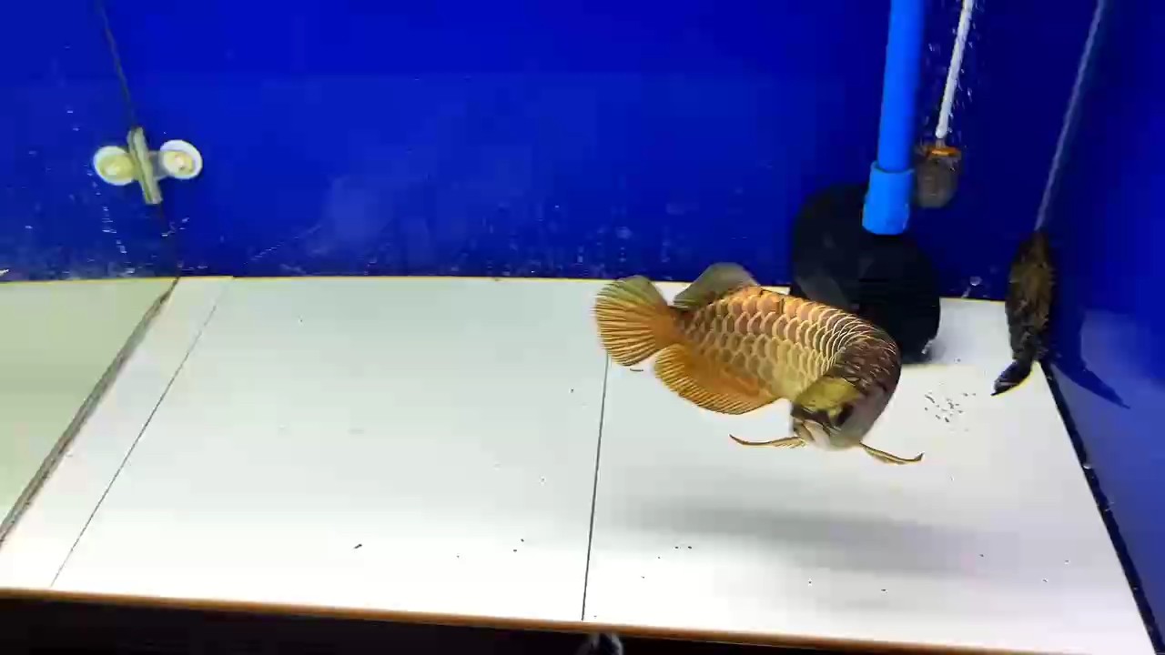 魚缸還用換水嗎為什么（魚缸是否需要定期換水）