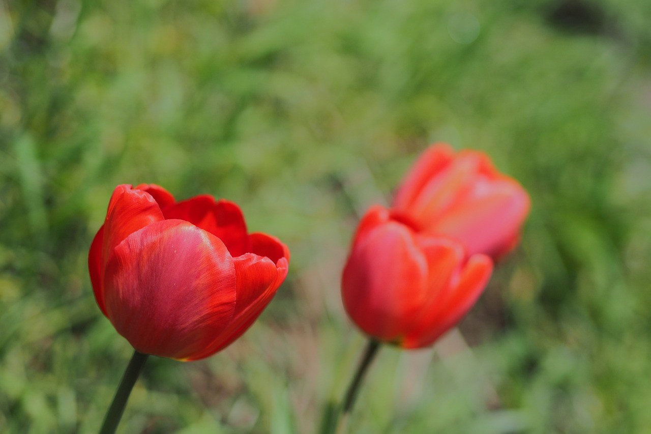 合陽縣花開花香經銷部（合陽縣花開花香經銷部電話）