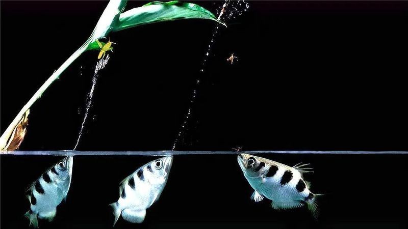 歷屆冠軍中有哪些名魚 歷屆冠軍中有哪些名魚 2025長城杯龍魚大賽 第5張