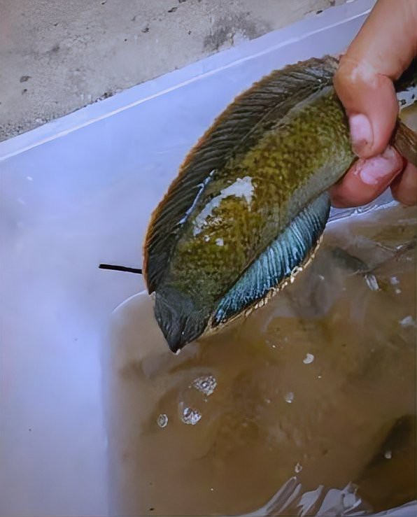 臭水溝抓雷龍魚