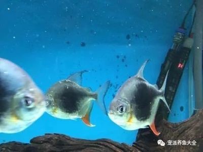 黑桃a魚和龍魚能混養嗎：黑桃a魚和龍魚可以混養嗎