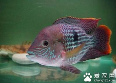 綠皮皇冠豹魚繁殖水質要求，關于綠皮皇冠豹魚繁殖的水質要求