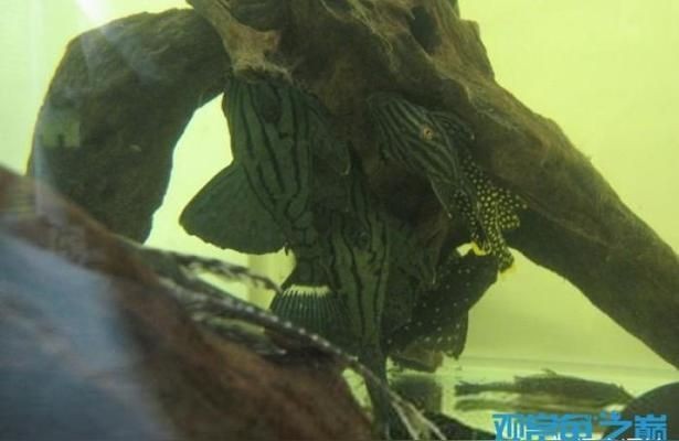 綠皮皇冠豹魚繁殖水質要求，關于綠皮皇冠豹魚繁殖的水質要求