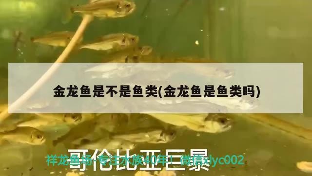 金龍魚(yú)是不是魚(yú)類(金龍魚(yú)是魚(yú)類嗎) 金龍魚(yú)是不是魚(yú)類(金龍魚(yú)是魚(yú)類嗎) 龍魚(yú)百科
