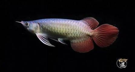 龍魚(yú)吃什么有營(yíng)養(yǎng)又好養(yǎng)的品種：龍魚(yú)吃什么有營(yíng)養(yǎng)又好養(yǎng)