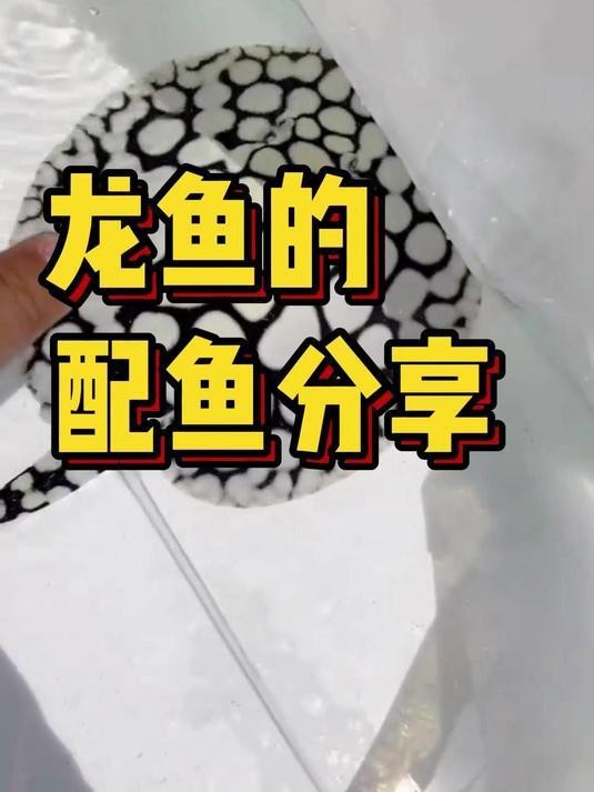 龍魚配什么魚一起養