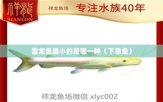 什么雷龍魚體型最小（體型較小的雷龍魚品種）