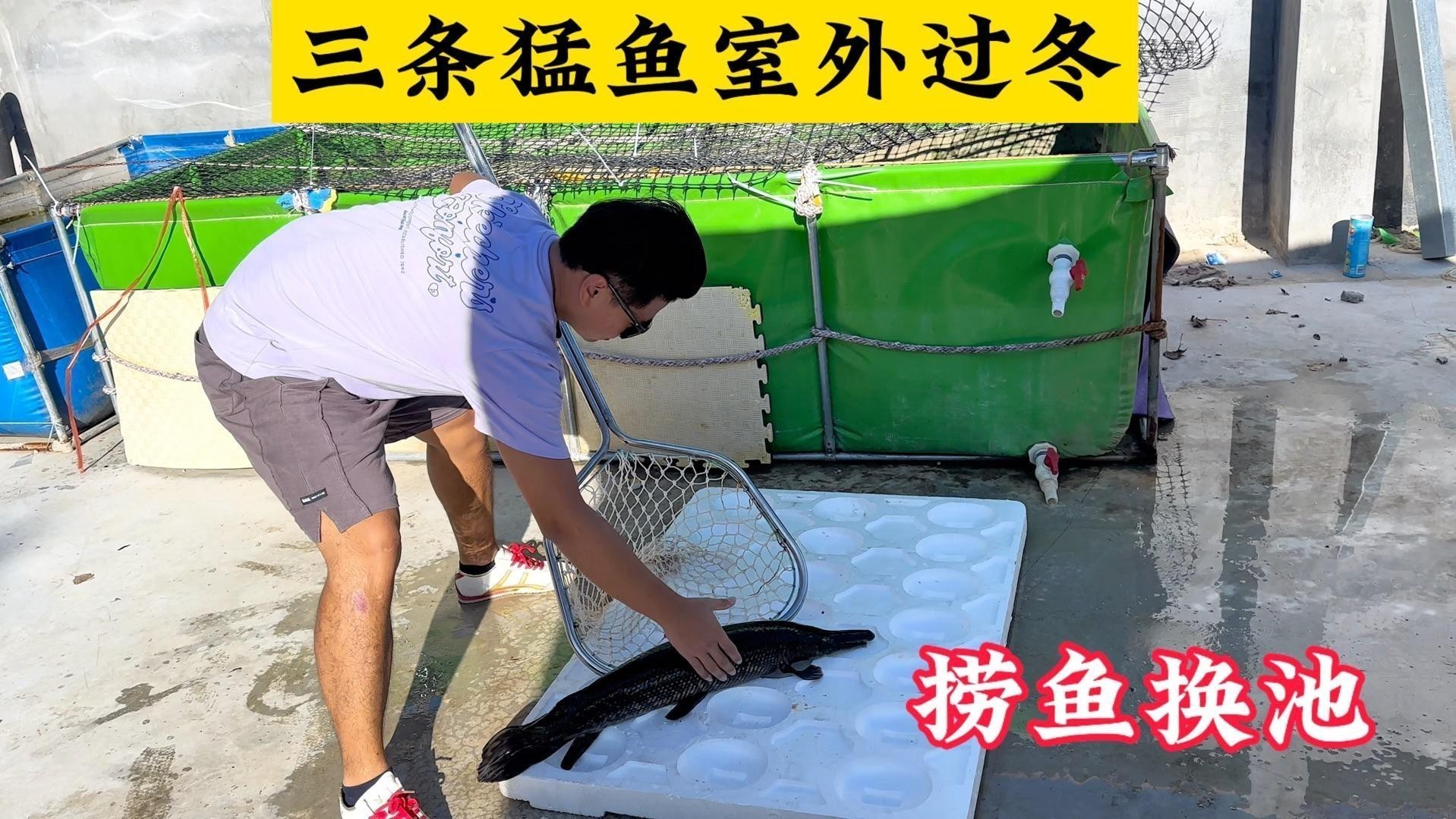 猛魚視頻愛養(yǎng)魚的龍龍