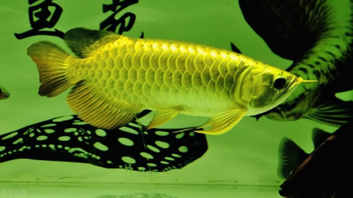 最漂亮金龍魚是什么魚（世界上最漂亮的金龍魚）