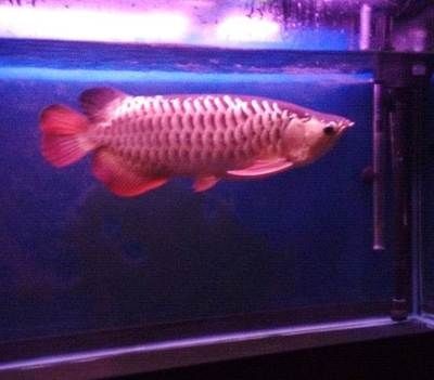 金龍魚沖缸：金龍魚為什么會撞魚缸?導(dǎo)致金龍魚撞缸的3個原因!