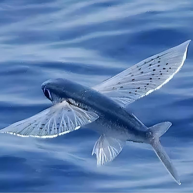 飛魚能當寵物養嗎