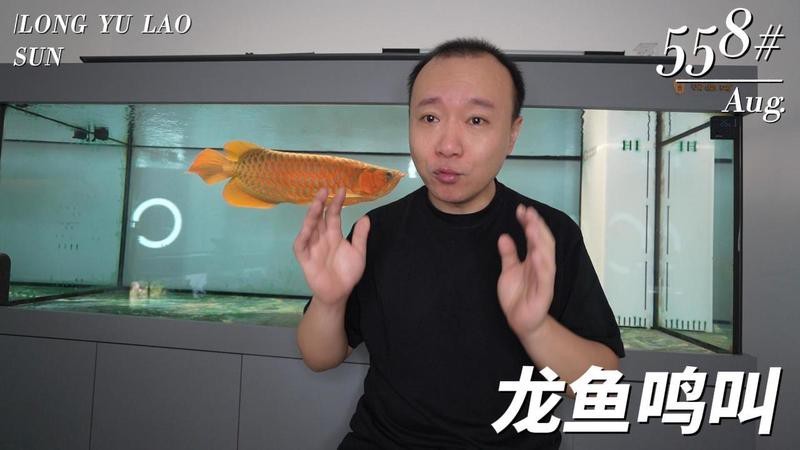 龍魚的叫聲是什么聲音