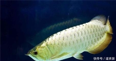龍魚長到20公分要多久：關于龍魚生長到20公分所需時間的一些信息 龍魚長到20公分要多久：關于龍魚生長到20公分所需時間的一些信息 龍魚百科 第2張