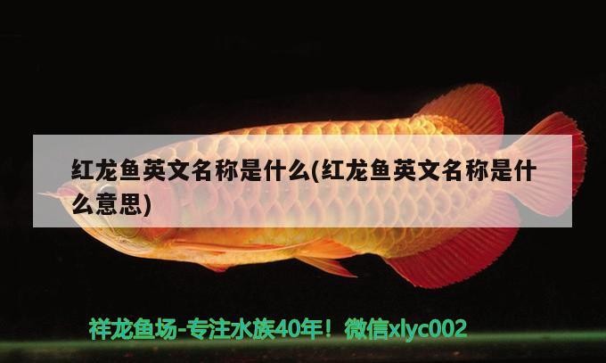 恩平市宸宇家居保潔服務部