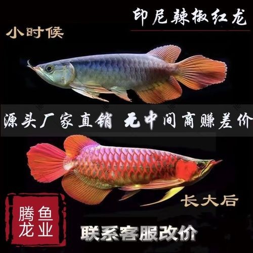 塔大龍魚漁場的主要品種有哪些？ 塔大龍魚漁場的主要品種有哪些？ 2025長城杯龍魚大賽 第6張