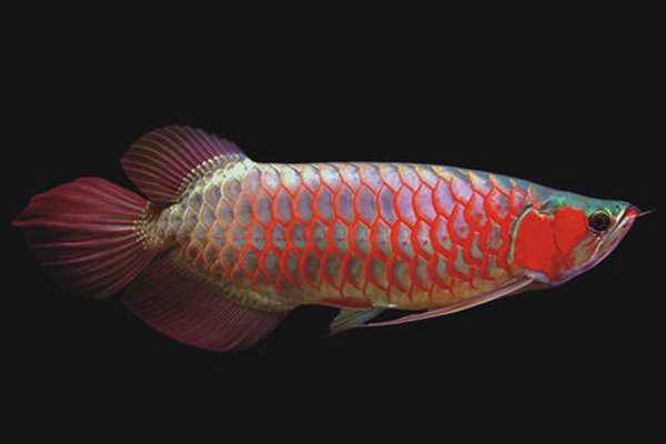 紅龍魚突然不吃食