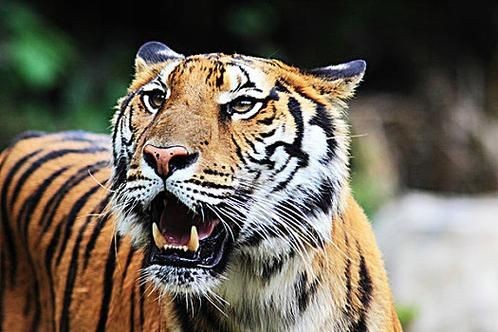 虎圖片大全最漂亮 虎圖片大全最漂亮 龍魚論壇 第19張