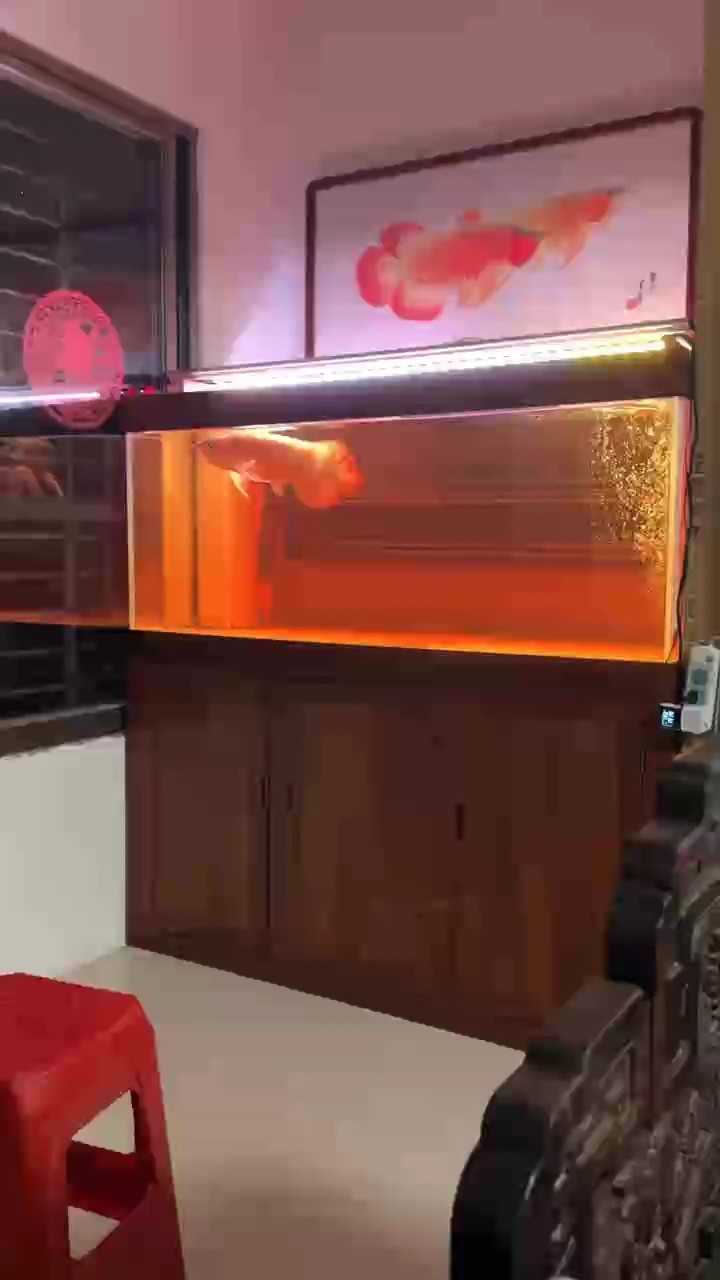 如何判斷龍魚爛鰓是否好轉，龍魚爛鰓好轉后還需要治療嗎