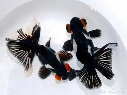 家庭魚缸水質管理技巧：家庭魚缸水質管理是確保水生動物健康和環境平衡關鍵