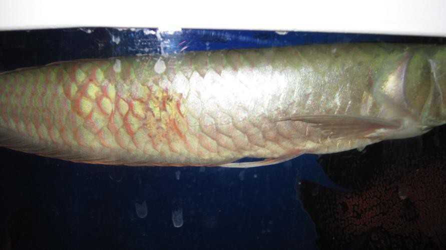 養銀龍魚需要什么條件