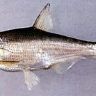 河里大眼魚(yú)學(xué)名叫什么