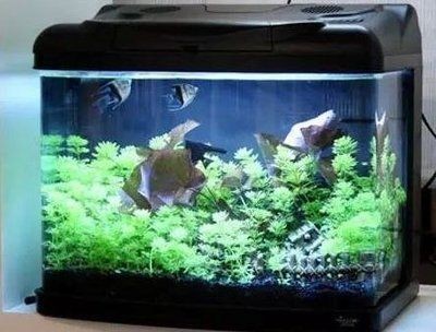 歐寶魚缸怎么清洗污垢：徹底清洗（如魚缸裝過死魚或患病的魚）在清洗歐寶魚缸污垢時