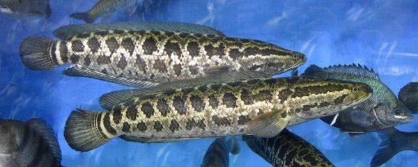 黑魚的養(yǎng)殖技巧黑魚的養(yǎng)殖技巧黑魚的養(yǎng)殖技巧：黑魚的養(yǎng)殖技巧