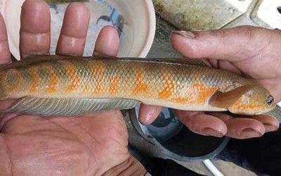 黑魚的養(yǎng)殖技巧黑魚的養(yǎng)殖技巧黑魚的養(yǎng)殖技巧：黑魚的養(yǎng)殖技巧