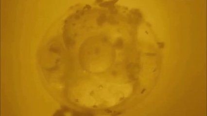 龍魚是什么動物的卵：小龍魚的繁殖習性龍魚的繁殖習性，龍魚的繁殖習性