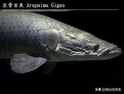 龍魚身上有白色：龍魚白膜如何預防，改善龍魚水質的具體步驟