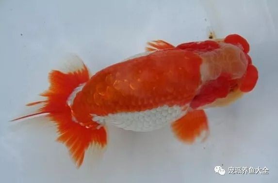 剛出生的魚多久可以放回大魚缸？：剛出生的孔雀魚多久可以放回大魚缸