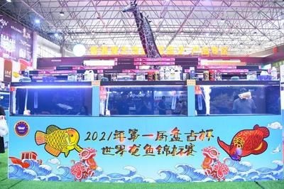 盤古杯世界龍魚錦標賽冠軍獎金多少,2021盤古杯世界龍魚錦標賽冠軍獎金為20萬元人民幣 龍魚百科 第4張 盤古杯世界龍魚錦標賽冠軍獎金多少,2021盤古杯世界龍魚錦標賽冠軍獎金為20萬元人民幣 盤古杯世界龍魚錦標賽冠軍獎金多少,2021盤古杯世界龍魚錦標賽冠軍獎金為20萬元人民幣 龍魚百科 第4張