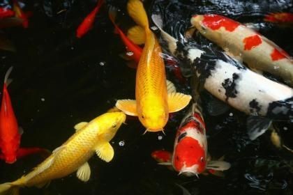 魚缸如何搭配魚：如何根據(jù)魚類的生活習(xí)性和魚缸環(huán)境進(jìn)行合理搭配
