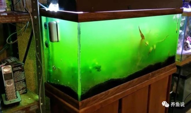 良思魚缸燈怎么樣好用嗎：良思魚缸燈具有以下幾個優點：燈光可以增強魚類觀賞效果