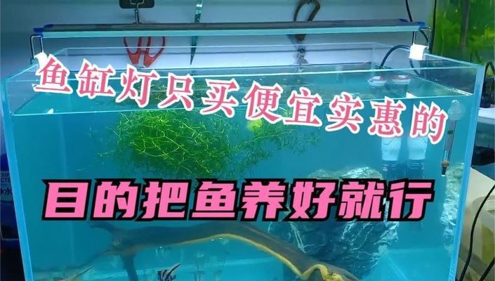 良思魚缸燈怎么樣好用嗎：良思魚缸燈具有以下幾個優點：燈光可以增強魚類觀賞效果