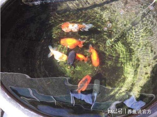 <strong><mark>登封</mark></strong>市市區(qū)黎明水族魚具店（<strong><mark>登封</mark></strong>市市區(qū)黎明水族魚具店電話）