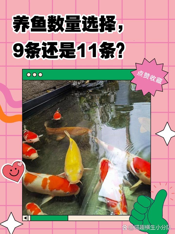 虎魚(yú)養(yǎng)幾條旺財(cái)