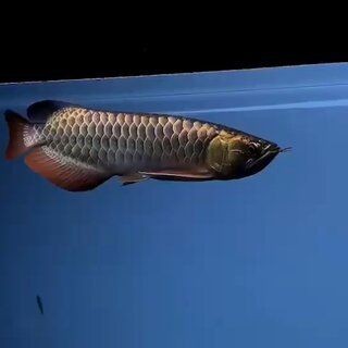 金龍魚用白燈還是紅燈（金龍魚使用白燈還是紅燈）