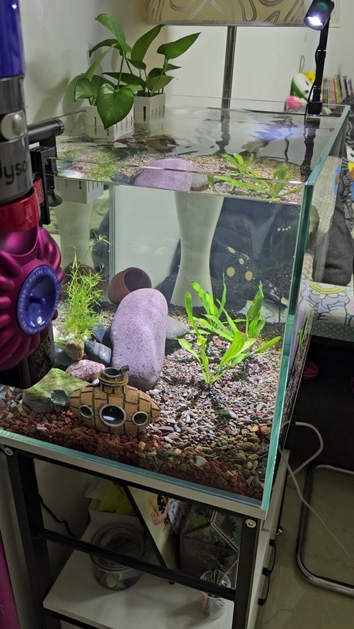 賽級孔雀魚的價格是多少？