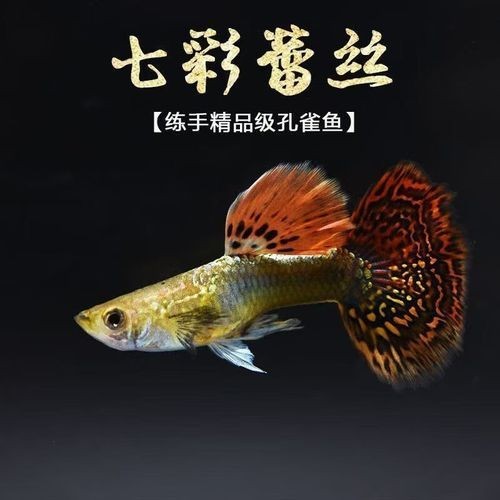 賽級孔雀魚的價格是多少？