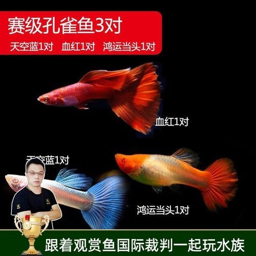 賽級孔雀魚的價格是多少？