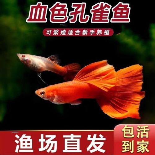賽級孔雀魚的價格是多少？