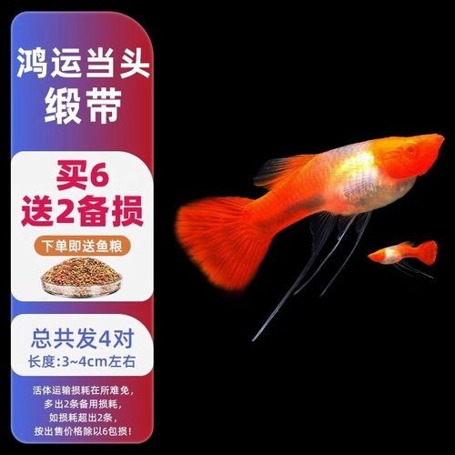 賽級孔雀魚的價格是多少？
