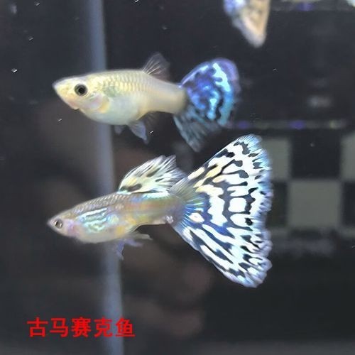賽級孔雀魚的價格是多少？
