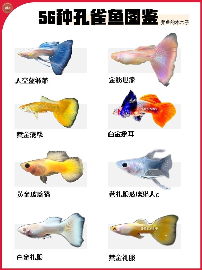 賽級孔雀魚的價格是多少？
